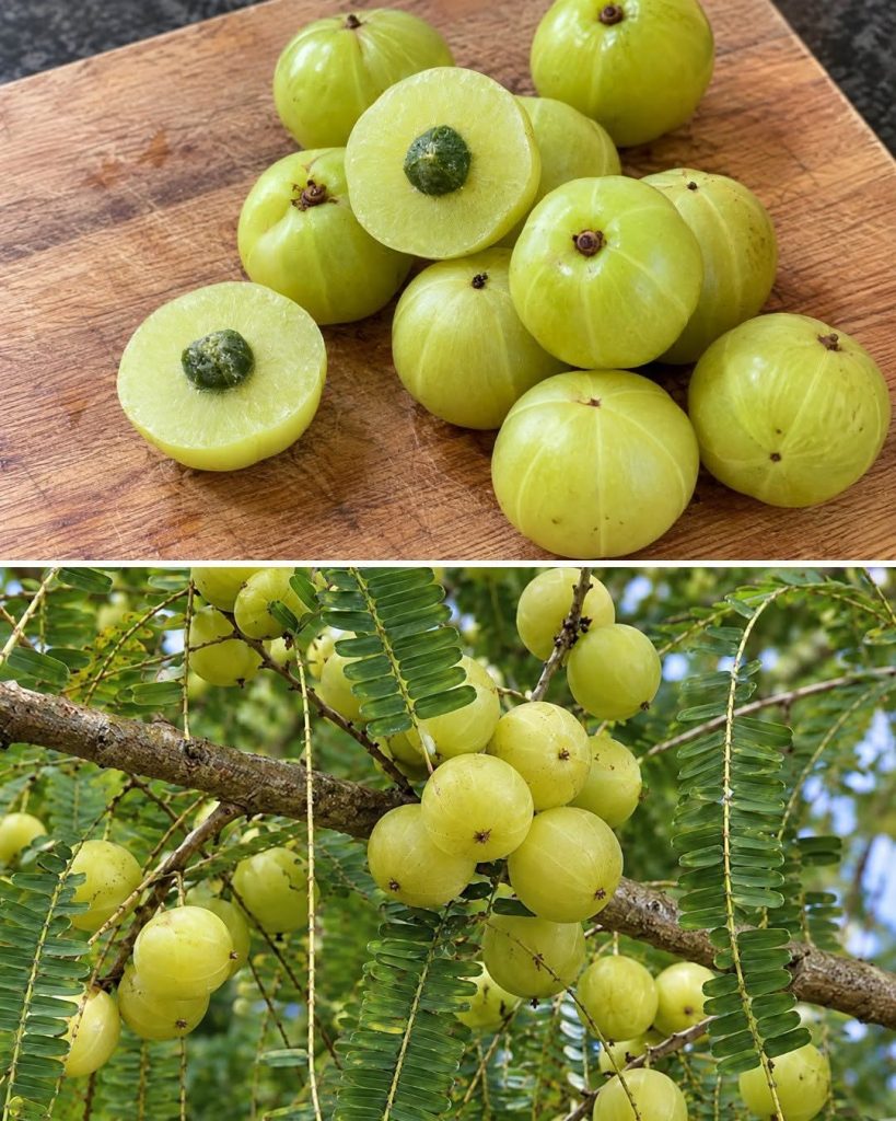 Die Frucht mit dem höchsten Antioxidantiengehalt: Sie regeneriert die Leber und enthält 20-mal mehr Vitamin C als Orangensaft.