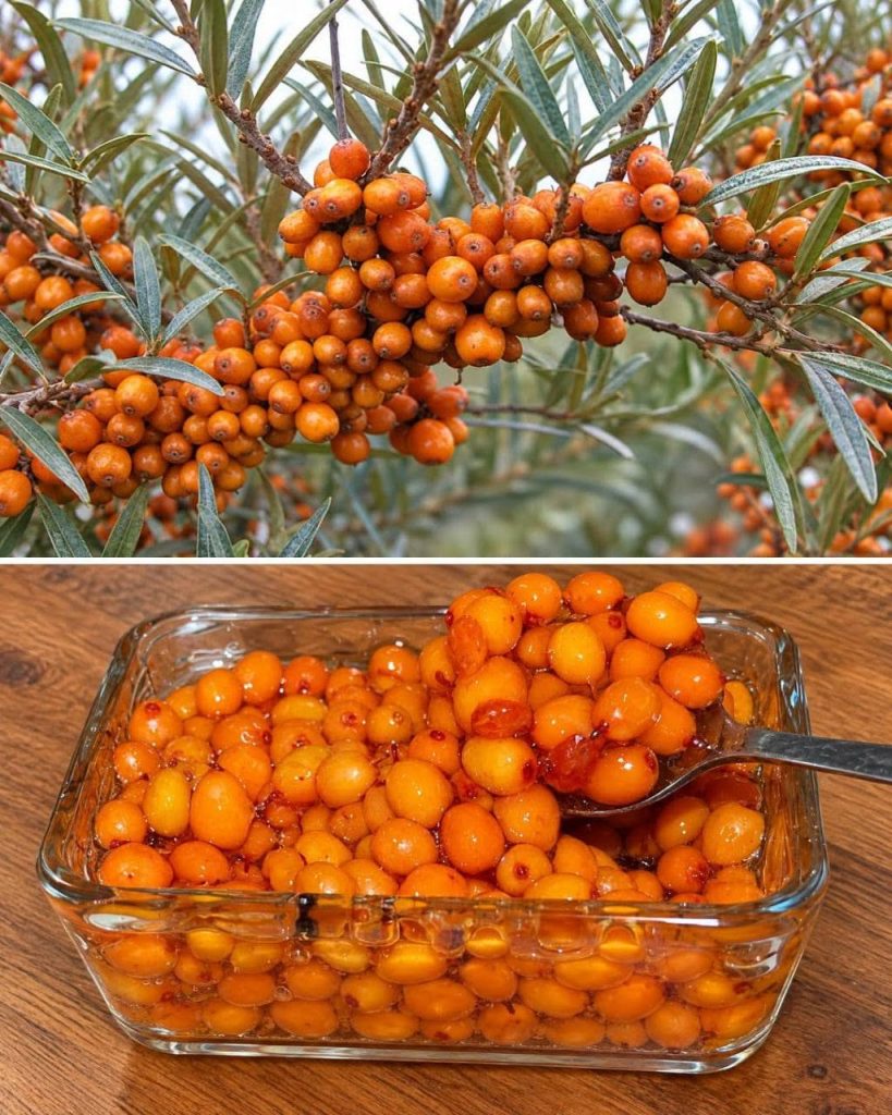 Das Bacca ricca von Omega und Vitamin C schützt Haut und Schleim